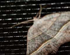 Metanema determinata