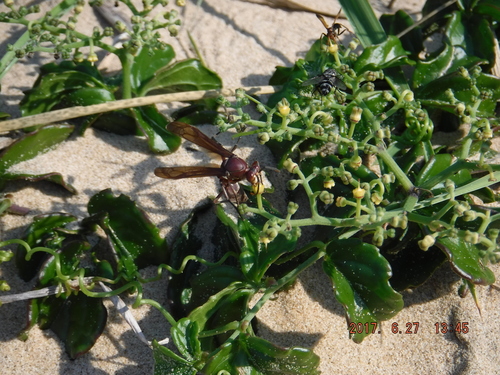 Cyphostemma flaviflorum