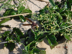Cyphostemma flaviflorum
