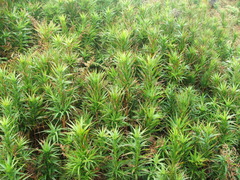 Dracophyllum arboreum