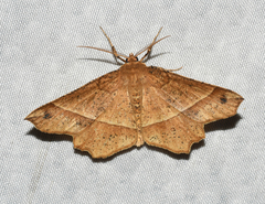 Euchlaena tigrinaria