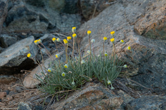 Erigeron bloomeri bloomeri