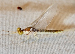 Pentagenia vittigera