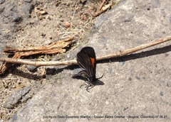 Sangalopsis microleuca
