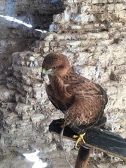 Buteo rufinus cirtensis