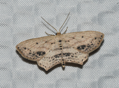 Scopula cacuminaria