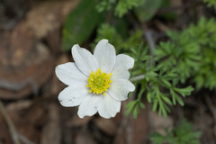 Anemone drummondii drummondii