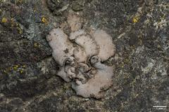 Dermatocarpon reticulatum