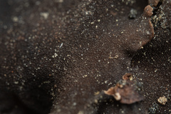 Dermatocarpon reticulatum