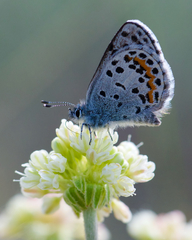 Euphilotes heracleoides
