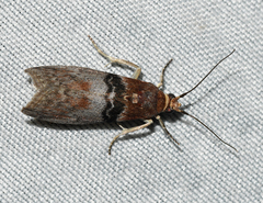 Sciota vetustella