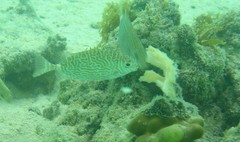 Siganus spinus