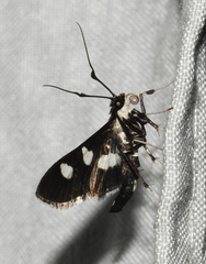Desmia maculalis