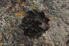 Umbilicaria hyperborea