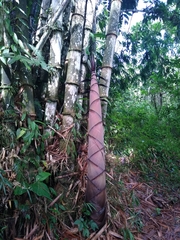 Dendrocalamus asper