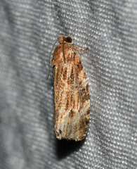 Phaecasiophora confixana