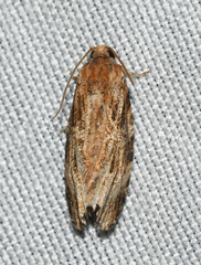 Phaecasiophora confixana