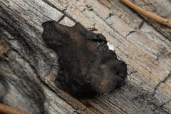 Umbilicaria hyperborea