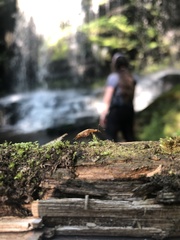 Cephaloon lepturides