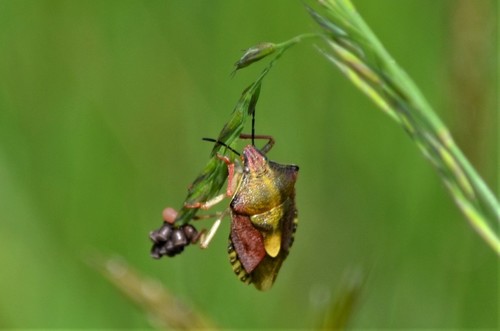 Black-shouldered Shieldbug photo 3