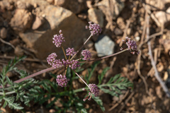 Lomatium engelmannii