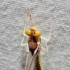 Pentagenia vittigera