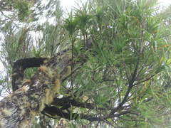 Dracophyllum arboreum