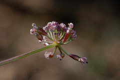 Lomatium engelmannii