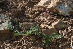 Lomatium engelmannii