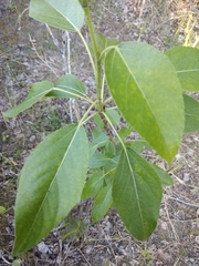 Populus