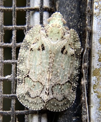 Image of Flataloides scabrosa