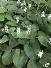 Maianthemum bifolium