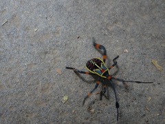 Pachylis acutangulus