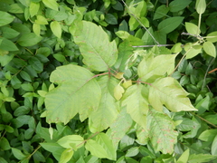 Toxicodendron radicans negundo