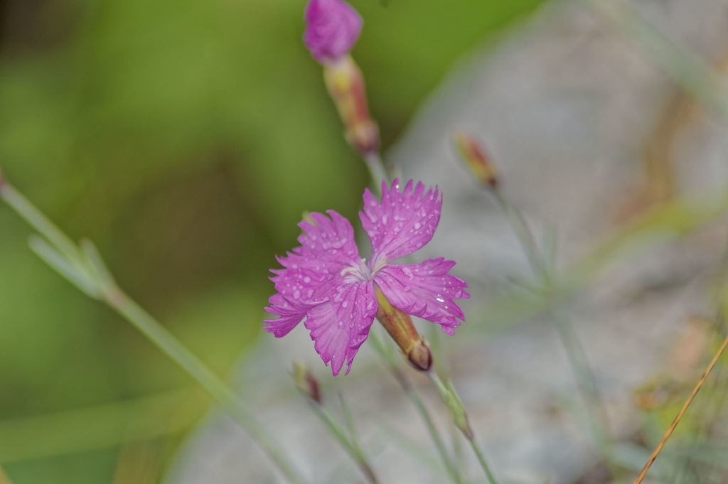 Cheddar pink (Dianthus gratianopolitanus)