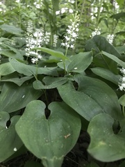 Maianthemum bifolium