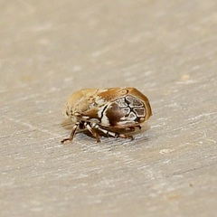 Clastoptera laevigata