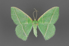 Dichorda consequaria