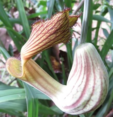 Aristolochia didyma