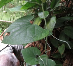 Aristolochia didyma