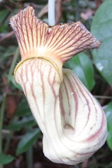 Aristolochia didyma