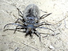 Anthracocentrus capensis