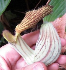 Aristolochia didyma