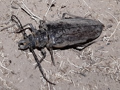 Anthracocentrus capensis