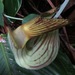 Aristolochia didyma - Photo (c) Rich Hoyer,  זכויות יוצרים חלקיות (CC BY-NC-SA), הועלה על ידי Rich Hoyer