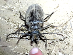 Anthracocentrus capensis