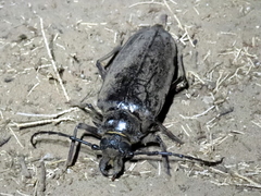 Anthracocentrus capensis