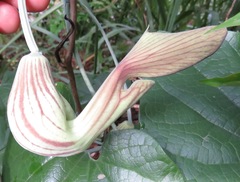 Aristolochia didyma