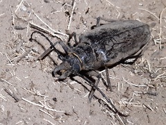 Anthracocentrus capensis