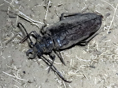 Anthracocentrus capensis